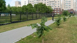 В Южно-Сахалинске появится аллея Счастливого материнства