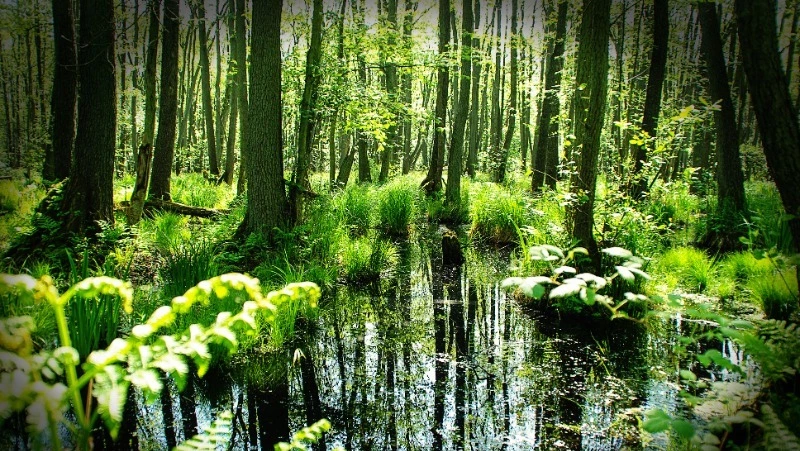 Народные приметы на 26 апреля 2024: что строго нельзя делать в этот день