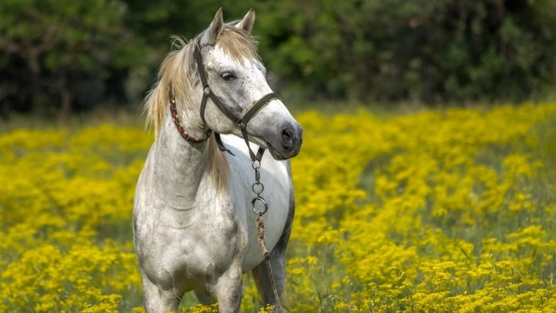 Евпатий Коловрат: что нельзя делать 24 августа 2024 года