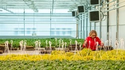 В Южно-Сахалинске активно идет подготовка к весеннему озеленению