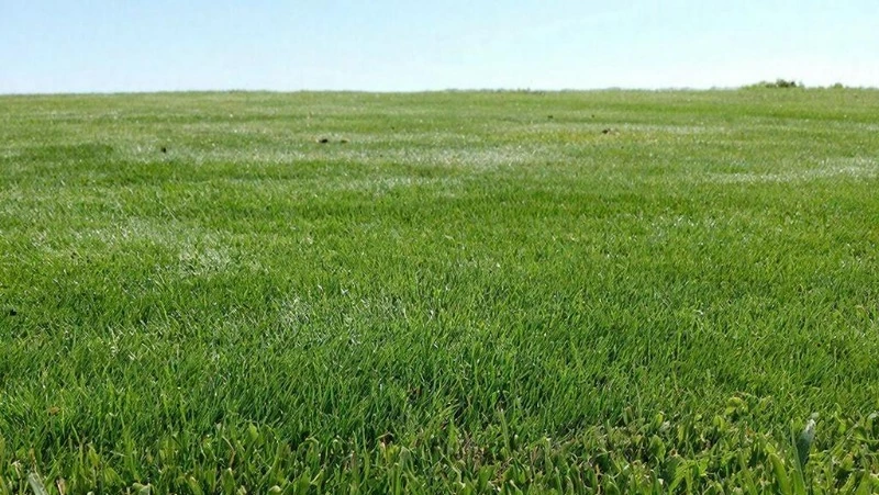 Путин запретил изымать у многодетных семей земельные участки за долги