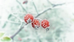 Циклон принесет снег и дождь в Сахалинскую область на предстоящей неделе