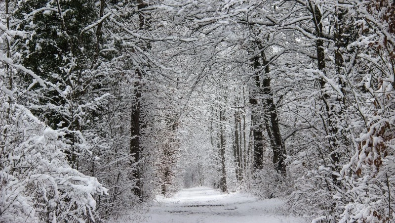 Небольшой снег и до -12 градусов: прогноз погоды в Сахалинской области на 20 февраля