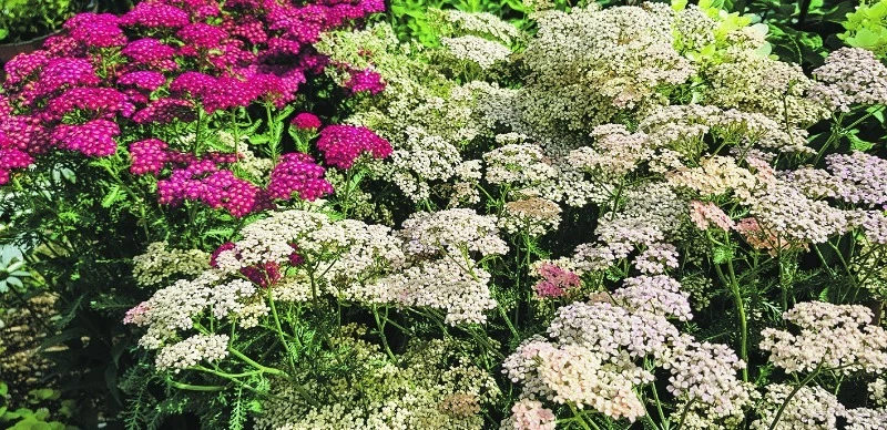 Сад в Большой Елани