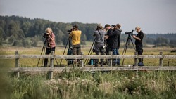 День орнитолога в 2025 году: история и традиции праздника