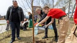 Березовую аллею высадили в сквере защитников Отечества в Южно-Сахалинске
