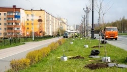 В Южно-Сахалинске улицу Горького украсит серебристая ива