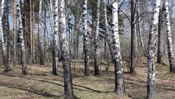 Прогноз погоды в Сахалинской области на 11 апреля