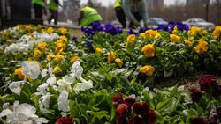 Южно-Сахалинск в этом сезоне щедро украсят цветами 