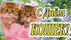 Открытки с Днем кошек 2025