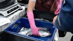 Свежую рыбу по ценам ниже рыночной можно приобрести во всех районах Сахалинской области
