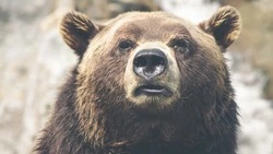 День медведя в 2024 году: история и традиции праздника