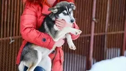 Законопроект, призванный сократить количество бродячих собак на Сахалине, примут до конца года