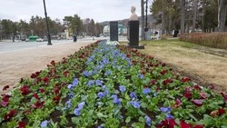 Весеннее настроение: на клумбах Южно-Сахалинска появились первые цветы