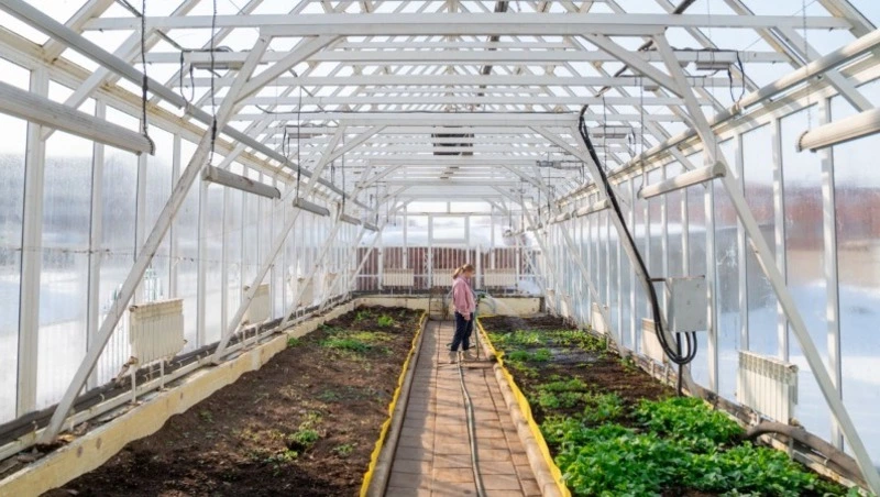 Студенты Сахалинского техникума сервиса круглый год выращивают зелень для себя и горожан