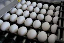Владимир Путин назвал причины роста цен на яйца и заверил, что ситуация улучшится