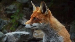 Мартын Лисогон: что нельзя делать 27 апреля 2025 года