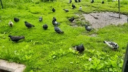 Тепло вернется в Сахалинскую область 27 июня