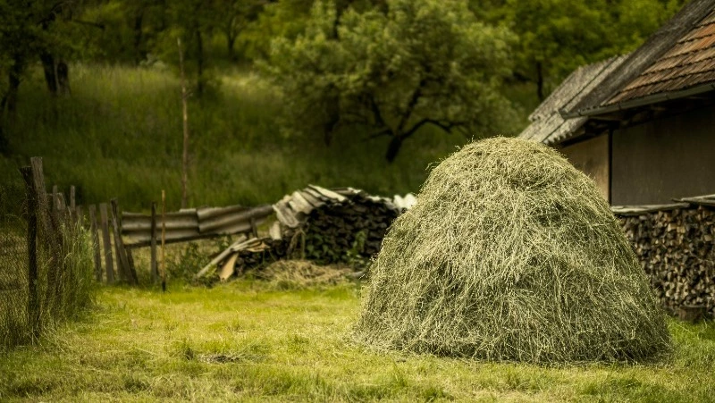 Народные приметы на 10 июля 2024: что строго нельзя делать в этот день