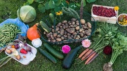 Лунный посевной календарь на июнь 2025: когда сажать, чтобы собрать максимум урожая