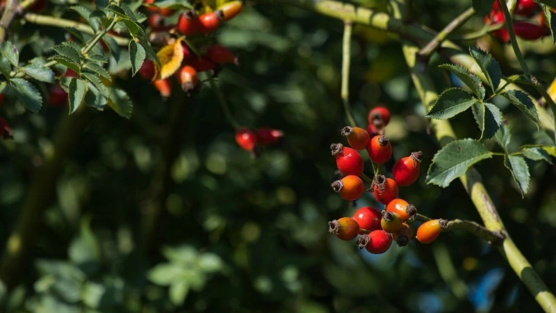 Народные приметы на 6 июня 2024: что строго нельзя делать в этот день