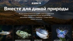 В России стартовало голосование по выбору топ-100 животных из краснокнижных видов