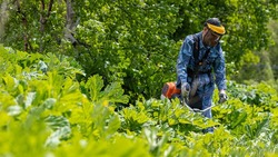 С начала недели службы очистили от борщевика 21 гектаров городских территорий