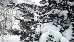 Снег разной интенсивности ожидается на Сахалине 7 февраля