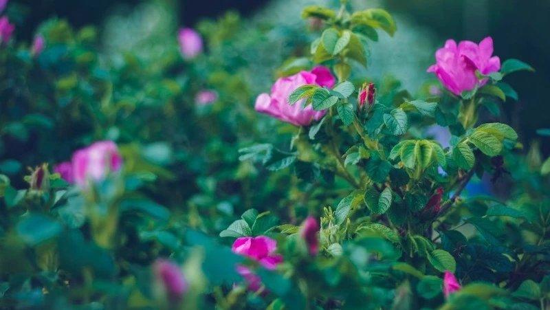 Свобориное дерево: что нельзя делать 6 июня 2025 года