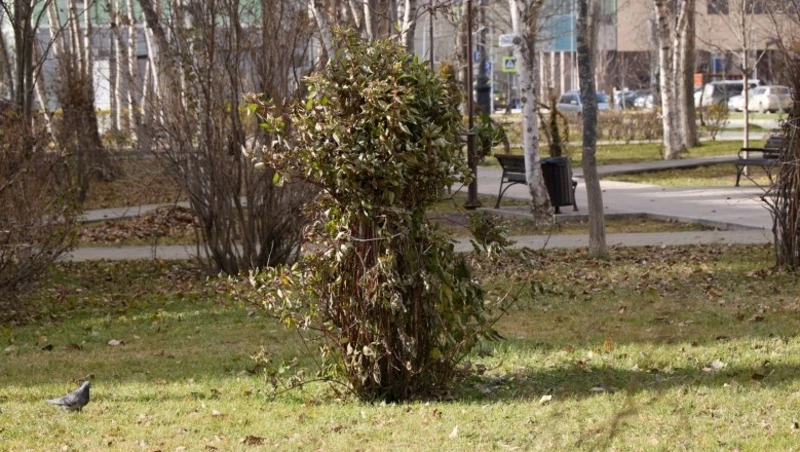 В Южно-Сахалинске укрывают кустарники и высаживают тюльпаны