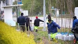 Деревья и цветущие кустарники украсят проспект Мира в Южно-Сахалинске