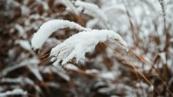 Снег и умеренный ветер ожидаются в Сахалинской области 12 ноября