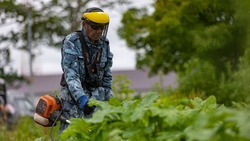В Южно-Сахалинске активно ликвидируют борщевик 