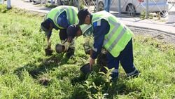 Новые кустарники высаживают в Дальнем