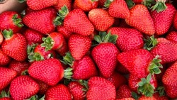 Сахалинские фермеры поделились клубничными планами