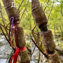 Пришлая и невинная на первый взгляд традиция наносит урон живой природе Сахалина