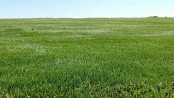 Путин запретил изымать у многодетных семей земельные участки за долги