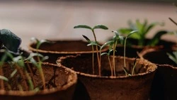 Лунный календарь огородника и садовода на ноябрь 2024 года