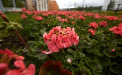 В Южно-Сахалинске планируют побить рекорд по количеству высаженных цветов 