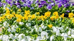 Более 6 тысяч виол высадили на площади Славы в Южно-Сахалинске