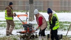 В 2025 году улицы Южно-Сахалинска украсят 80 тысяч тюльпанов