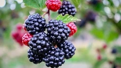 Эта ягода очищает сосуды, укрепляет кости и стабилизирует уровень сахара. Богата витаминами Е, С и К