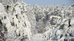Потепление и юго-западный ветер ожидаются в Сахалинской области 14 февраля