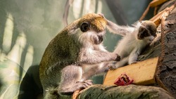 Юбилейный год Сахалинский зоопарк завершает с очередным рекордом рождаемости