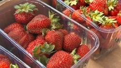 На Сахалине начали сбор раннего урожая овощей и ягод