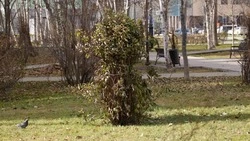 В Южно-Сахалинске укрывают кустарники и высаживают тюльпаны