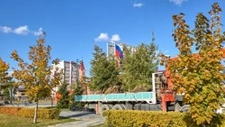 Четыре метра пушистой хвои: крупномерные ели высаживают на южно-сахалинских улицах