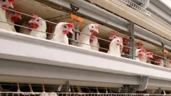 В  Южно-Сахалинске удалось избежать дефицита куриного яйца 