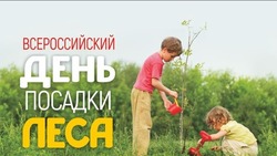 Всероссийский день посадки леса 2025: красивые открытки 