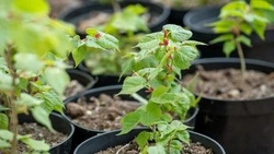 Дворы Южно-Сахалинска украсят липы и каштаны